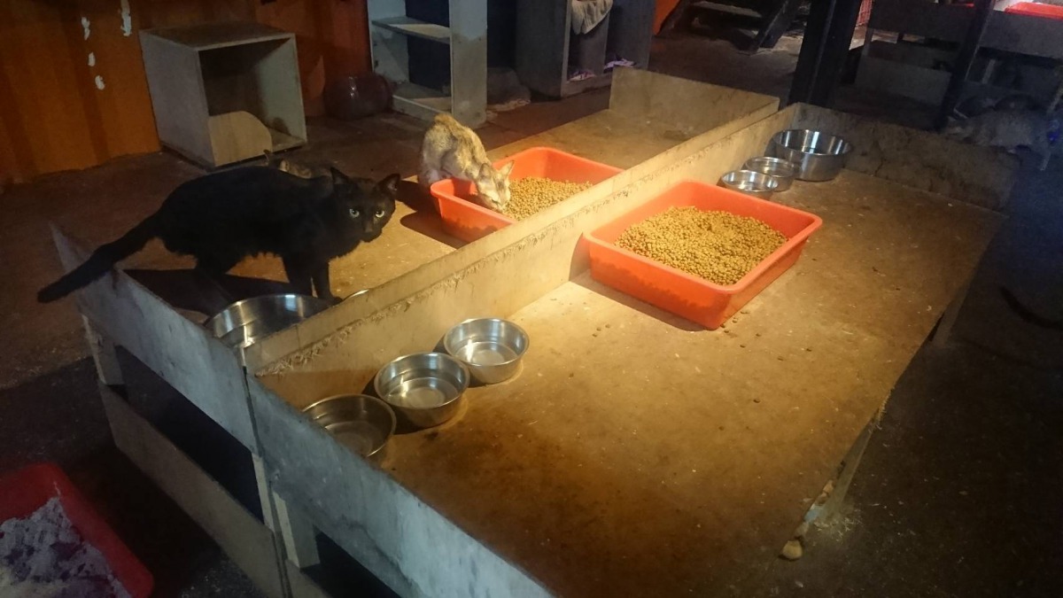 雙和動物醫院院長陳志宏溘然過世,留下石碇山區的一座貨櫃屋與其中的81隻貓。圖為貨櫃屋內情景,新北市動保處/提供