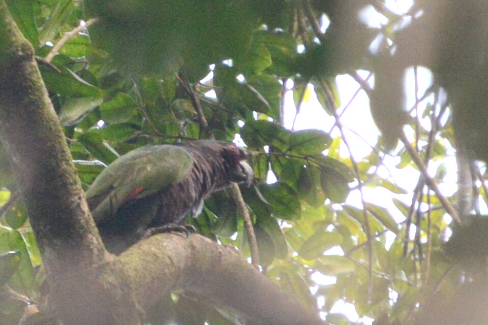 帝王亞馬遜鸚鵡因氣候變遷面臨極度滅絕的困境。圖片來源:jvp0208 (via iNaturalist)