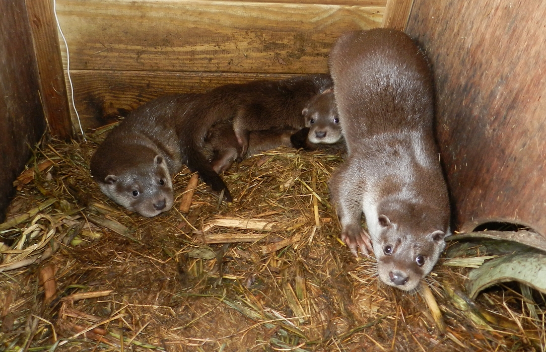 水獺寶寶們最近開始學習抓魚和吃魚,減敏訓練也大有進展哦!圖為保育員掀開巢箱進行減敏訓練。台北市立動物園/提供
