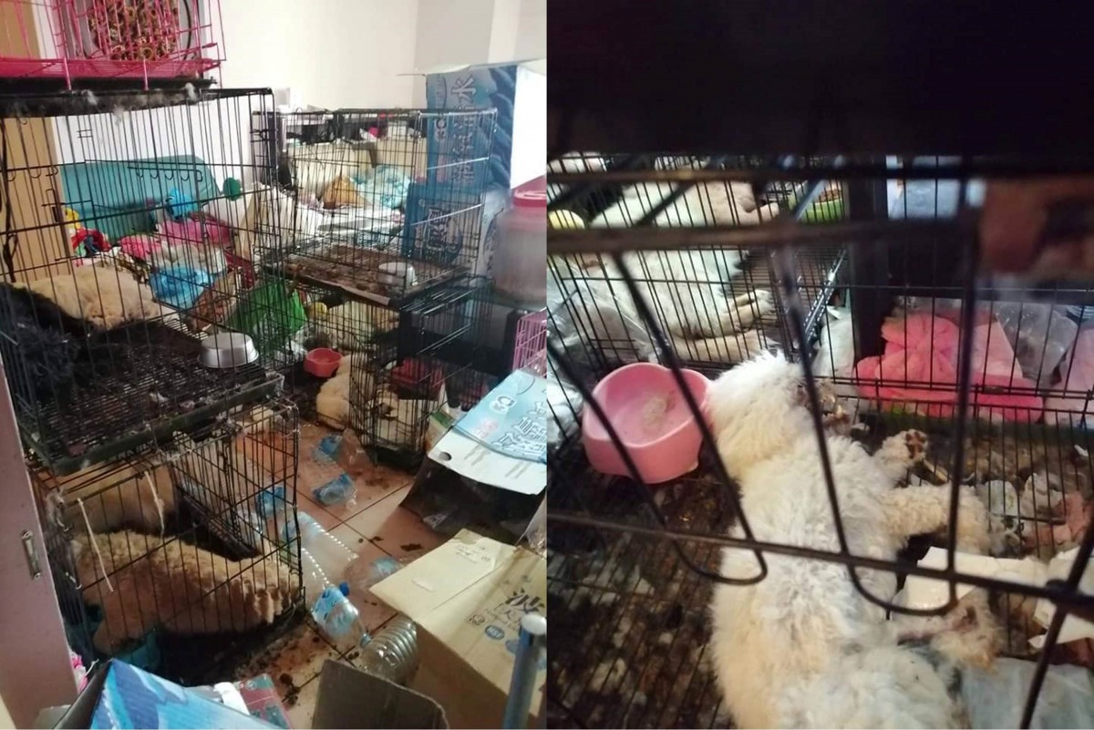 台中市一名租客搬家後未將飼養的犬隻帶走，導致犬隻陸續因疾病、飢餓甚至互咬重傷死亡，遭判有期徒刑6個月，併科罰金30萬元。資料照，江和樹/提供