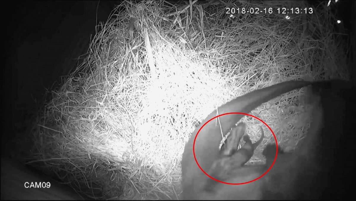 「金莎」生產第1隻寶寶。台北市立動物園/提供