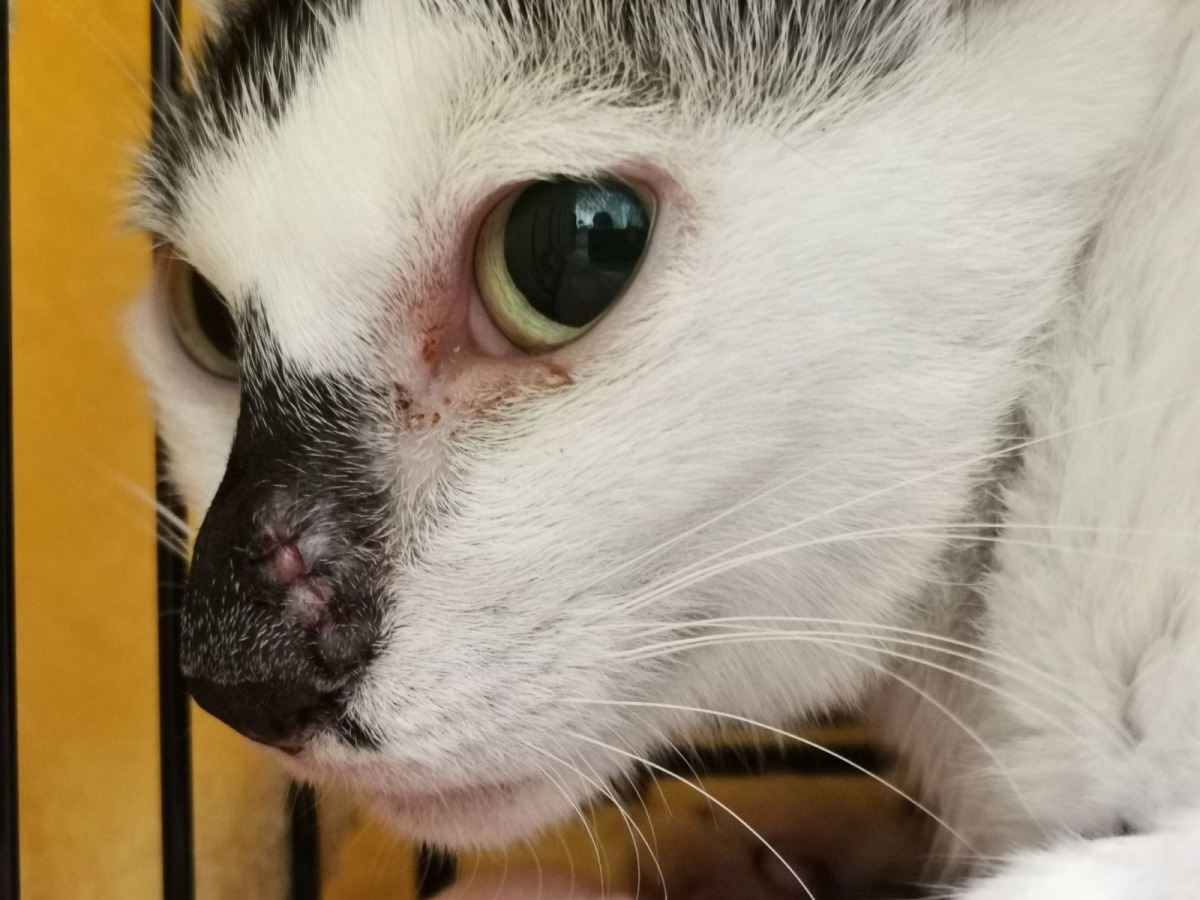 新北新店發生浪貓遭人攻擊的事件,險些失明甚至可能死亡,經過救治,貓咪臉部的傷口已縫合。新北市動保處/提供