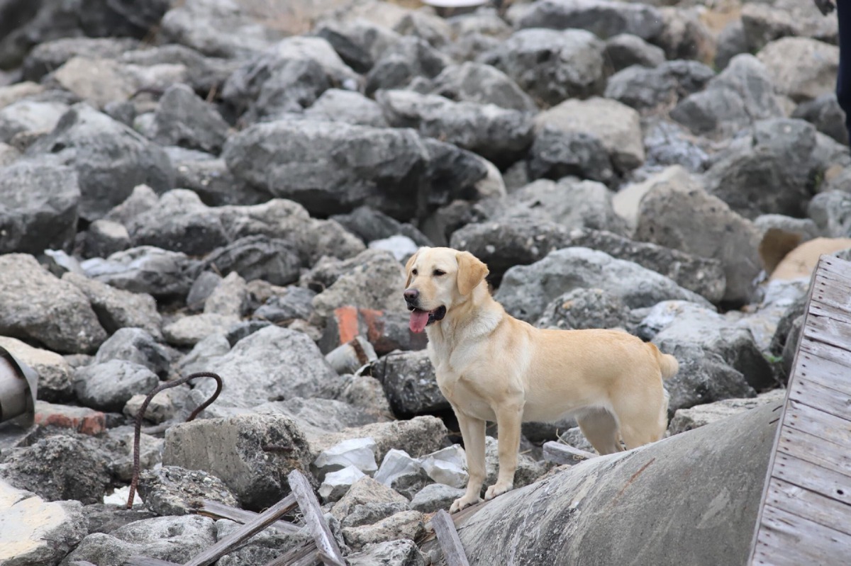 「搜救犬網路票選活動」即將結束,您投票了嗎?圖為參賽搜救犬Kathy。取自活動網站