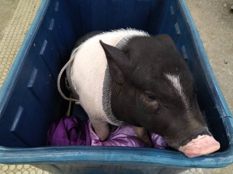 麝香豬在箱子裡探頭探腦,呆萌的樣子好可愛。新北市動保處/提供