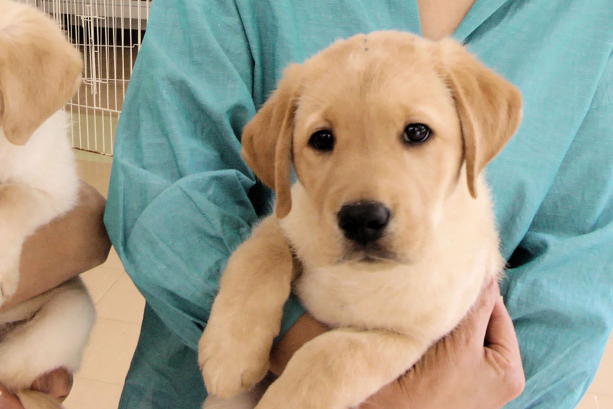 來自日本的「Ice」需要合適的認養家庭！惠光導盲犬教育基金會/提供