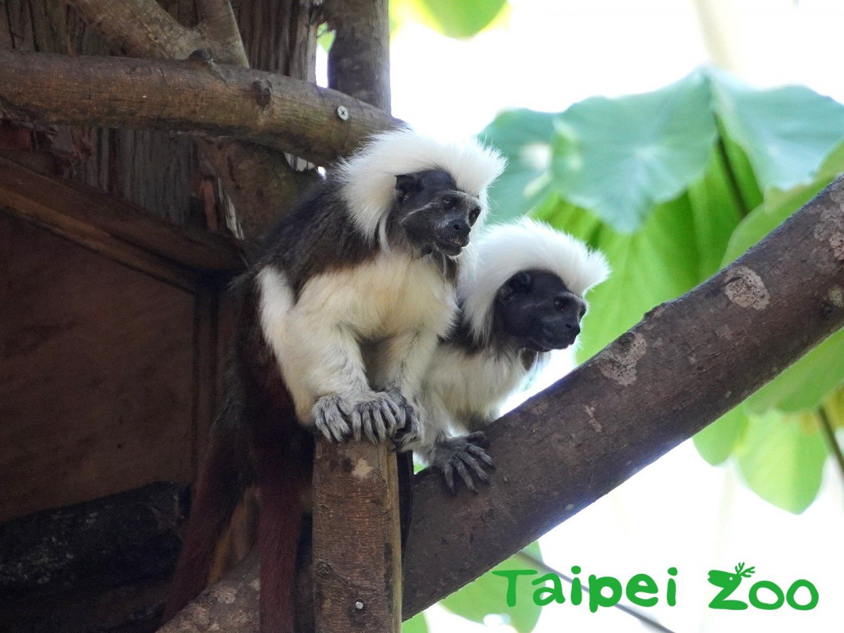 冷冷的日子最適合棉頭絹猴小倆口窩在一起甜蜜取暖。台北市立動物園/提供
