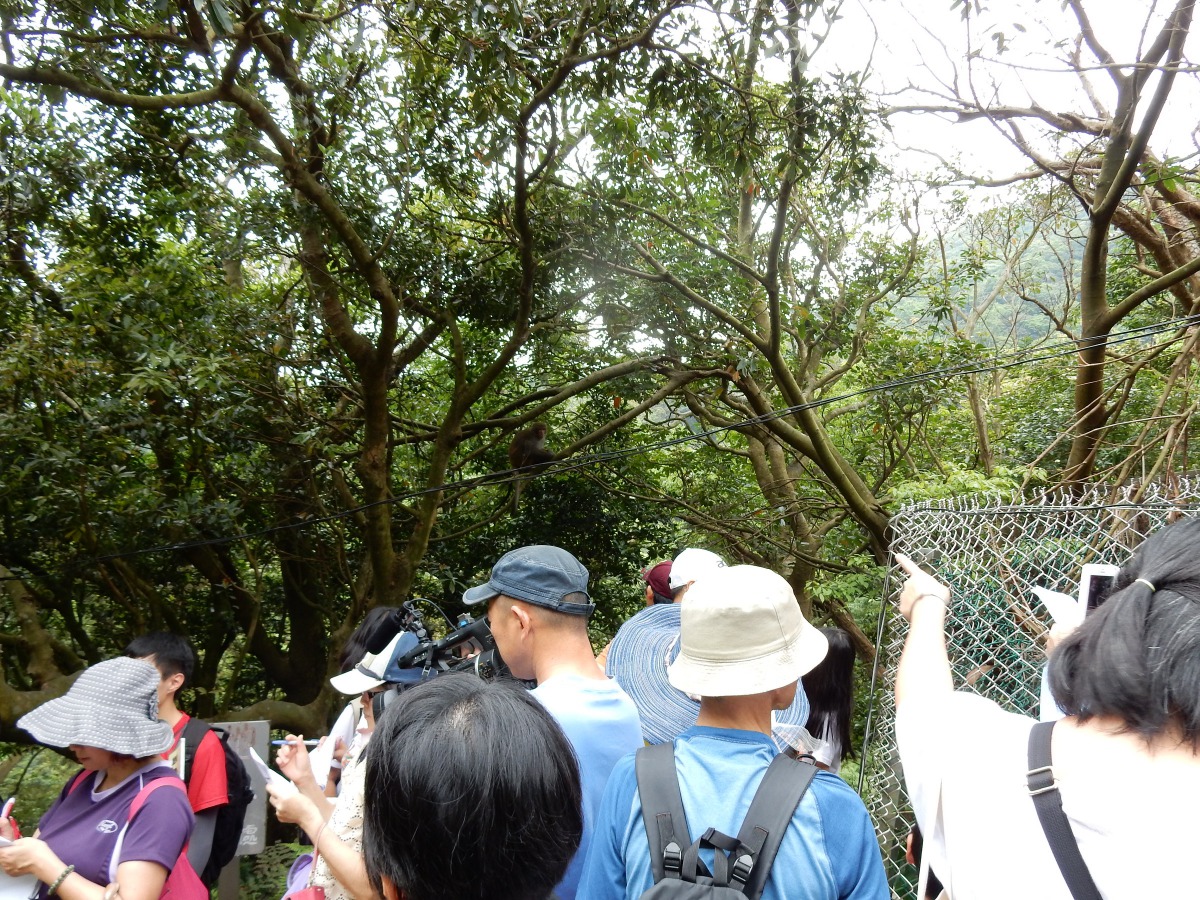 北市動物保護處與中華民國自然步道協會將於12月9日舉辦認識台灣獼猴教育宣導活動，圖為歷年活動照。台北市動保處/提供