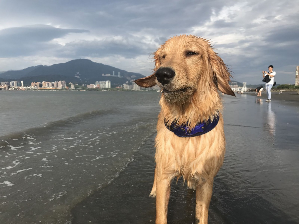 李先生家寶貝在沙崙海邊玩水後的開心姿態。新北市動保處/提供
