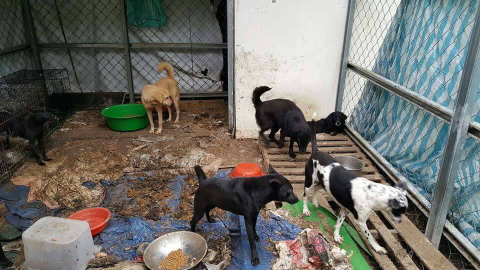 私人狗場傳出不當飼養，「每天都有狗出生，每天都有狗死掉」。林品家/提供
