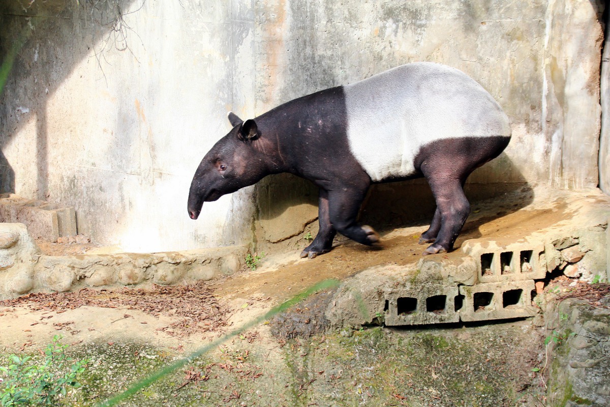 今年台北市立動物園新來了從捷克遠道而來的雄性馬來貘「貘克」，保育團隊預計將牠與園內的「貘芳」配對。台北市立動物園/提供