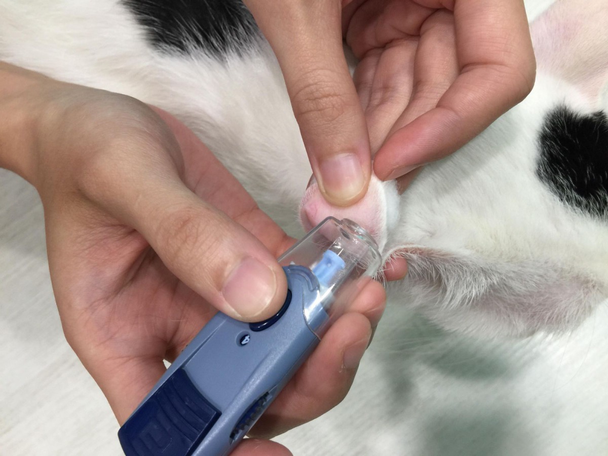 糖尿病通常發生在中老年、肥胖或是特定品種的犬貓,圖為在糖尿病貓的耳朵上刺一針以測血糖。新北市動保處/提供