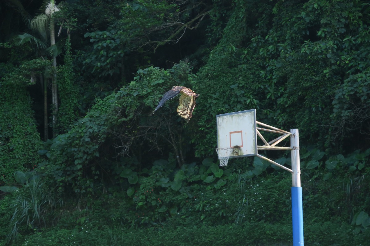 南港槍傷傷癒大冠鷲在眾人的祝福下回歸山林。台北市動保處/提供