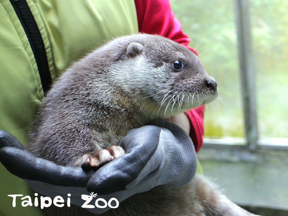 歐亞水獺「青嶼」是「金莎」和「小金」的第三個孩子。尤宣雅/攝