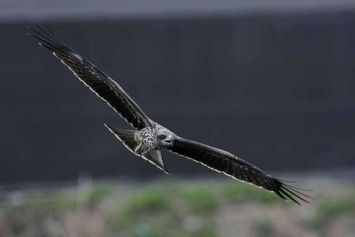屏科大野保所及台灣猛禽研究會日前舉辦「老鷹想飛之後──黑鳶研究成果分享會」，分享各界多年來的黑鳶研究成果與發展。謝季恩/攝，台灣猛禽研究會/提供