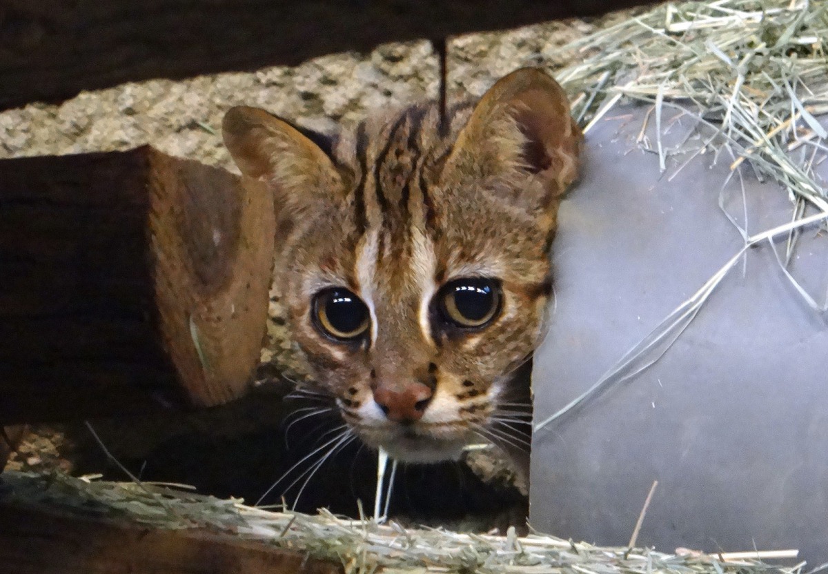 石虎「小母」十分適應台北市立動物園的新家,也與不請自來的盤古蟾蜍相處融洽。台北市立動物園/提供