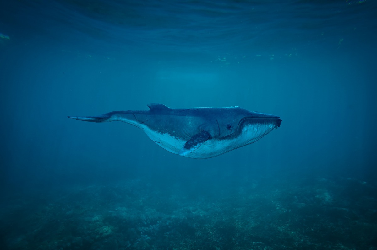 2017年台灣共有80起鯨豚擱淺事件，每一起擱淺事件，都是海洋帶給人們的警訊。示意圖，取自Pixabay