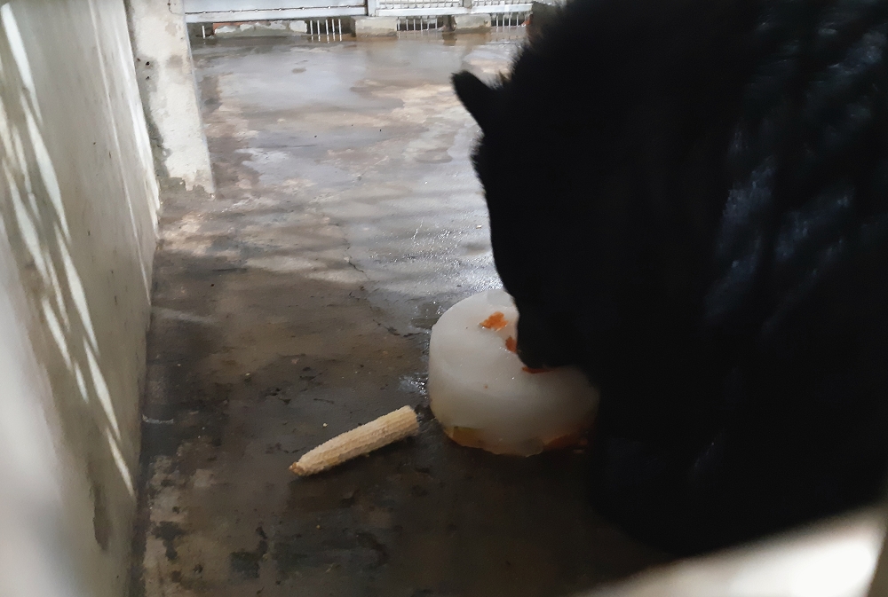 氣溫居高不下,「黑糖」吃冰來消暑!台北市立動物園/提供