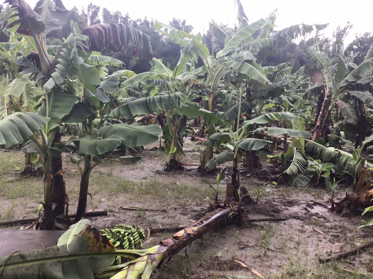 經鹿隻踐踏磨角,香蕉樹倒伏在地。高雄市農業局/提供