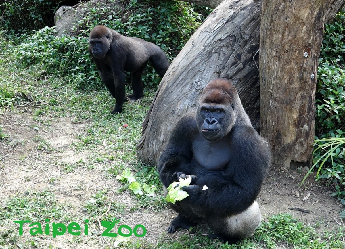 兩姊妹的到來終結了雄性金剛猩猩「迪亞哥」21年的單身生活。前為金剛猩猩「迪亞哥」、後為「Tayari」,台北市立動物園/提供