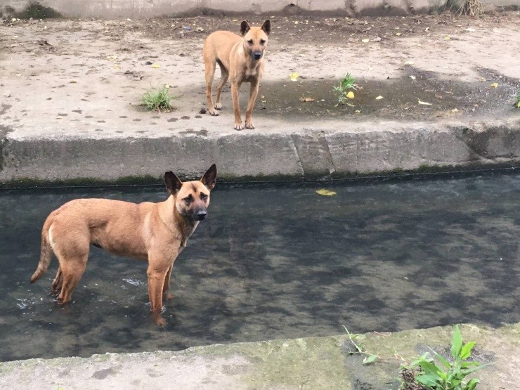 動保處日前於五股垃圾山區域救援跌入大排的犬隻，5隻皆未寵物登記。新北市動保處/提供