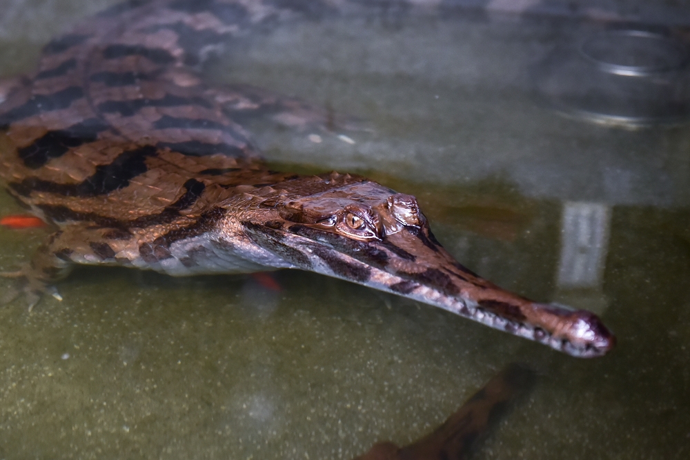 動物園本週的主題動物是馬來長吻鱷，這也是馬來長吻鱷戶外場首次在夜間開放。台北市立動物園/提供