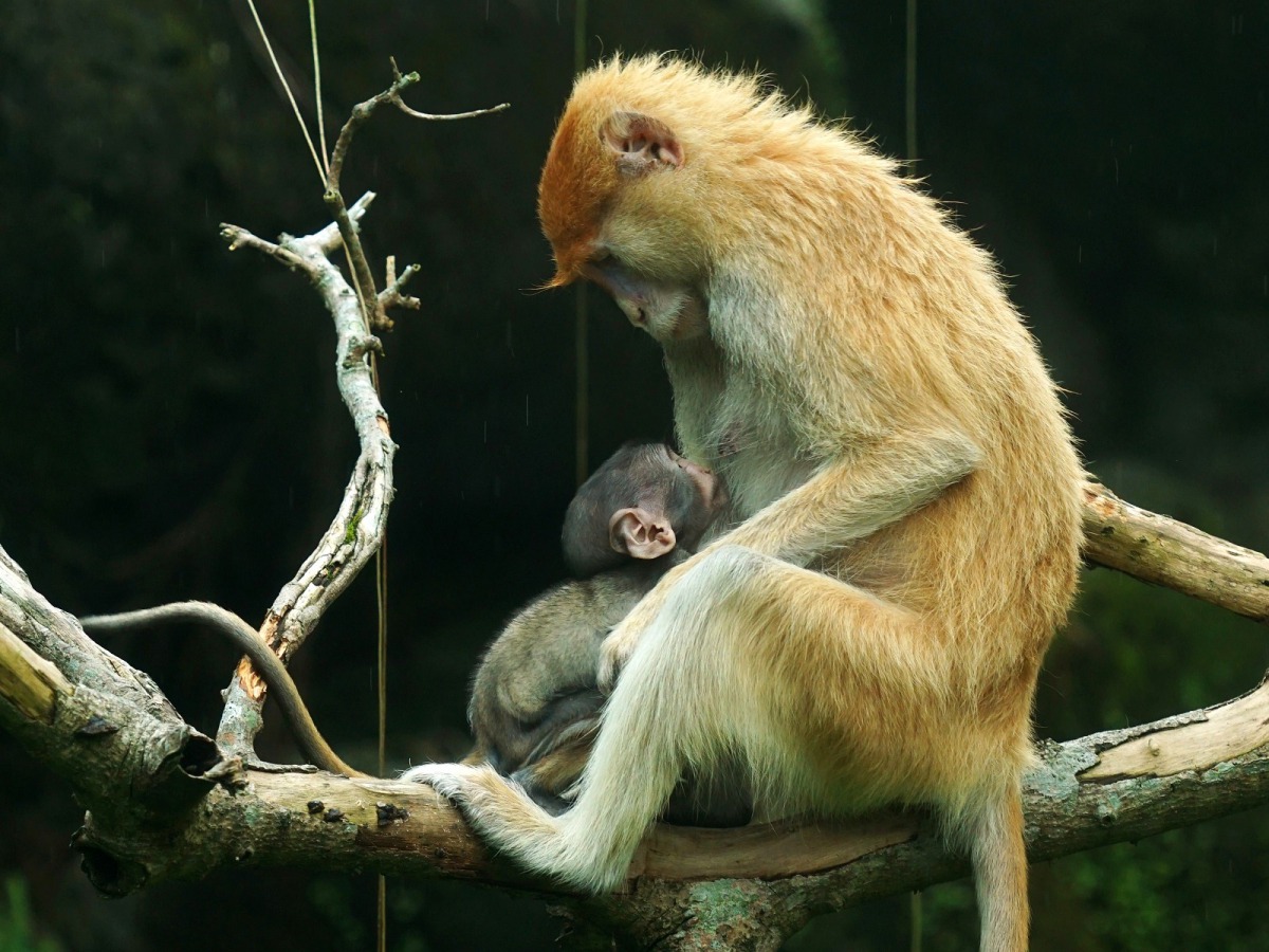 紅猴媽媽「星儒」雖然是新手媽媽,照顧起寶寶卻絲毫不馬虎。詹德川/攝