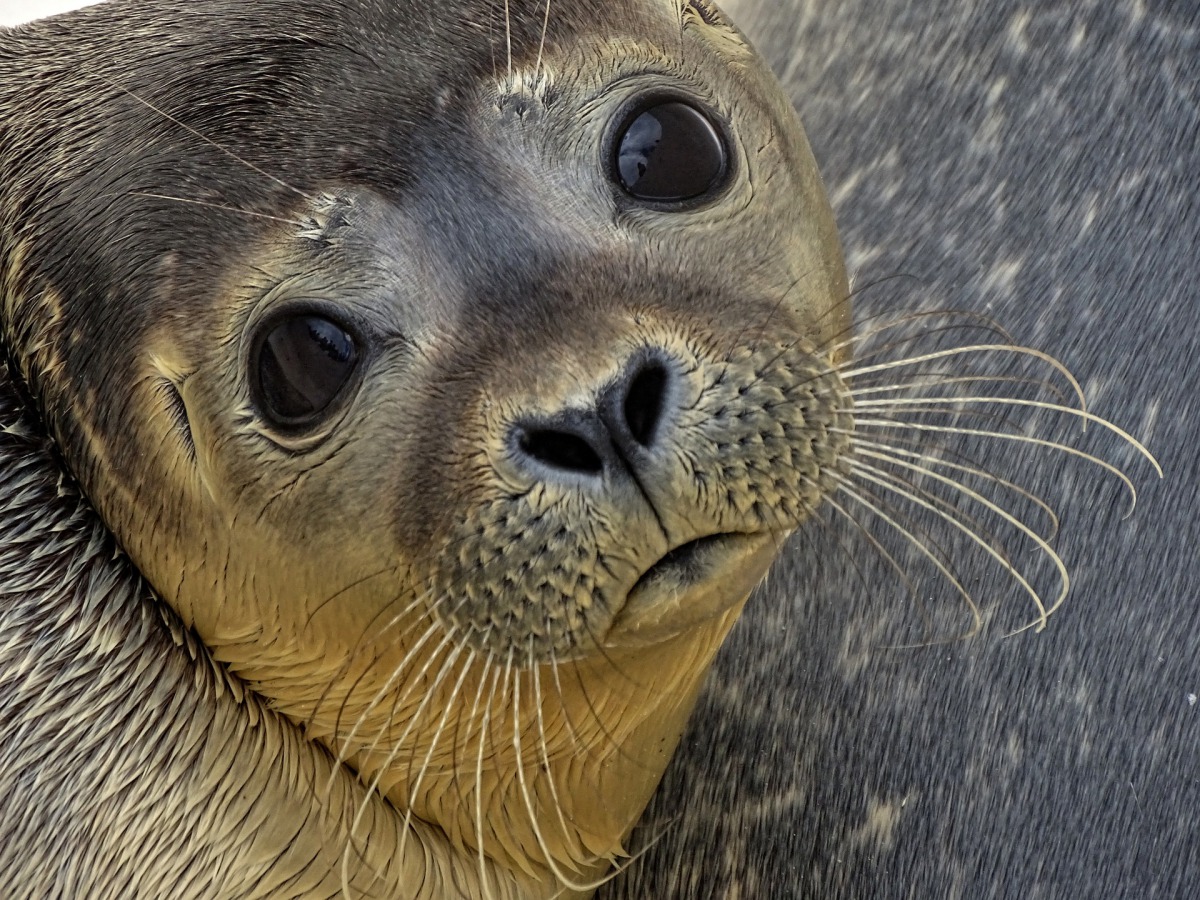 現今市面上的海豹油產品都是違法輸入的，不但違反《野生動物保育法》，也危害野生海豹族群的生存。取自Pixabay