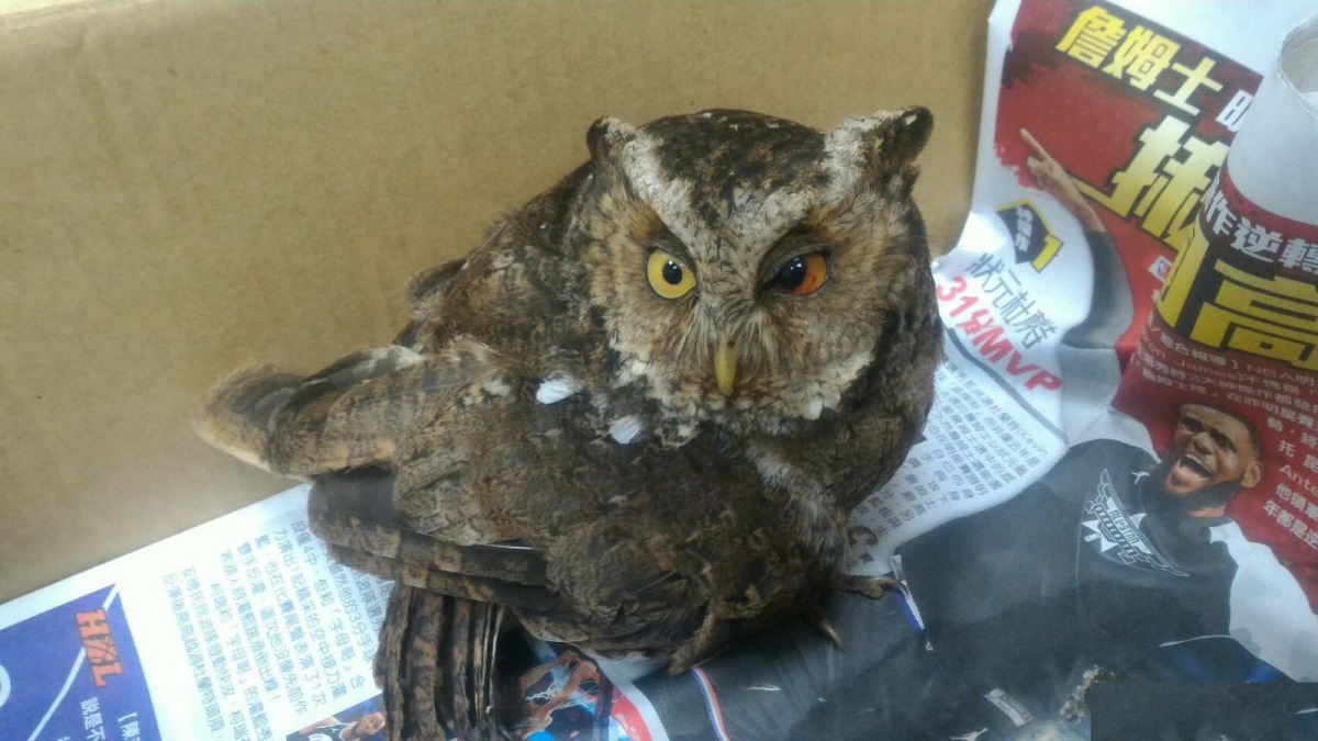 受傷貓頭鷹初入瑞芳動物之家情形。新北市動保處/提供