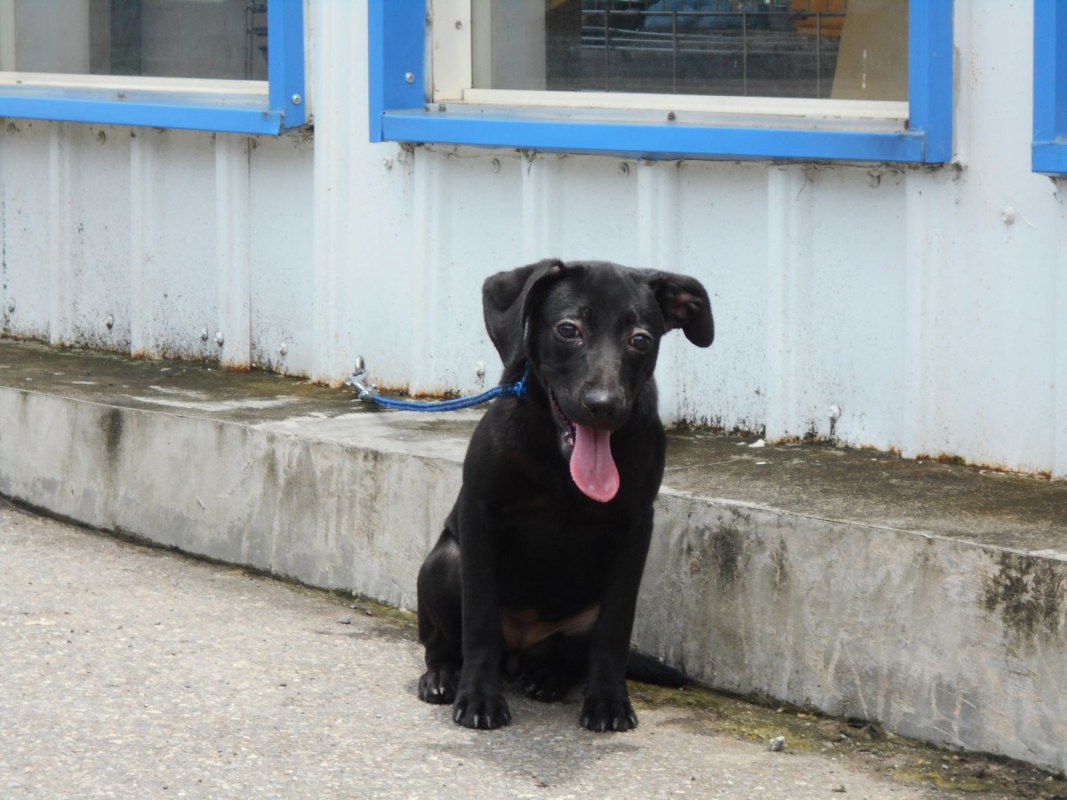 小黑黑：我是女生，我愛玩又親人，我在中和動物之家等你帶我回家～新北市動保處/提供