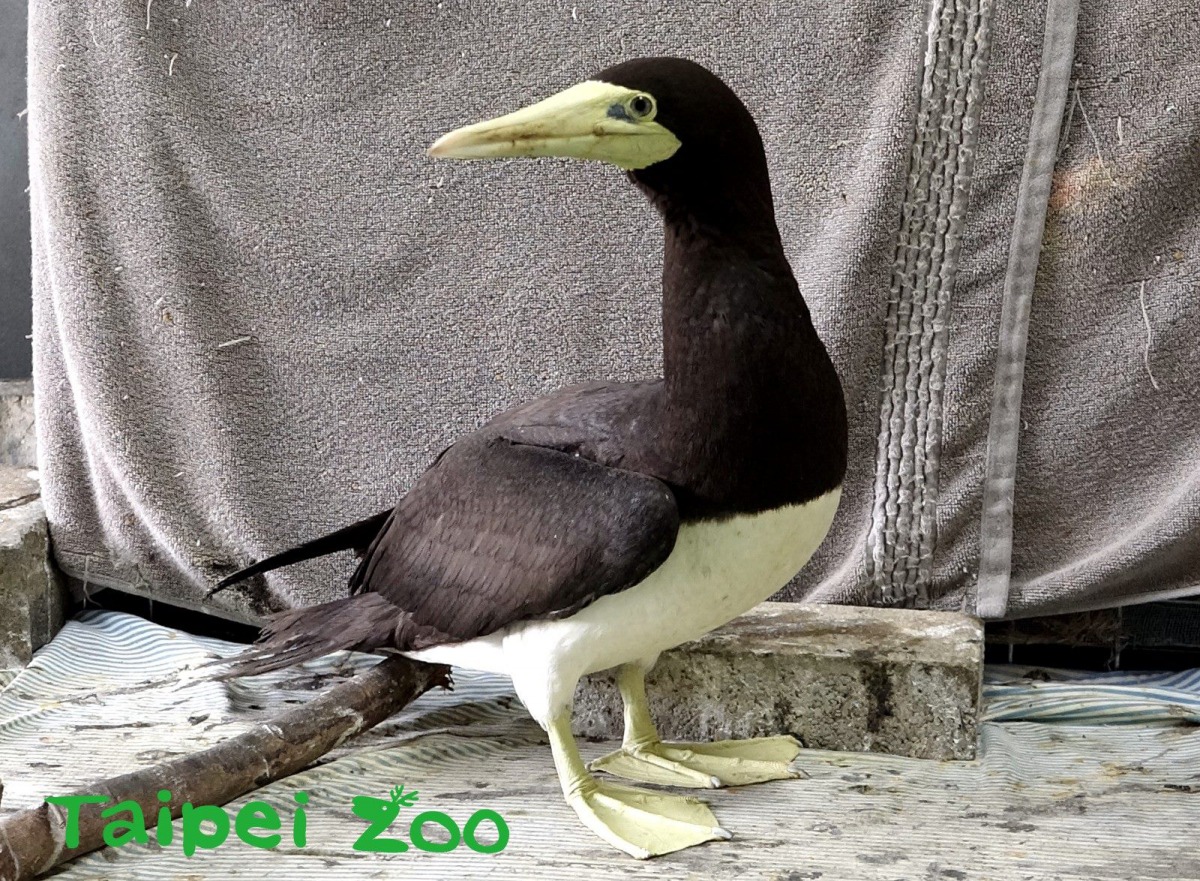 白腹鰹鳥「妹妹頭」逐漸恢復健康，日前已回到熟悉的大海了。台北市立動物園/提供