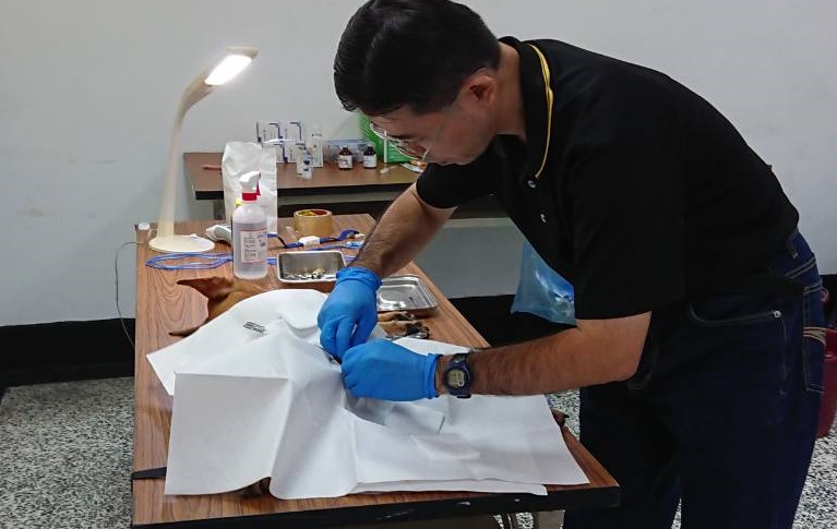 左營海軍艦隊指揮部的文康室化身為野戰動物醫院，由高雄市動保處獸醫師團隊，到場為軍區的浪犬施行絕育手術。高雄市動保處/提供