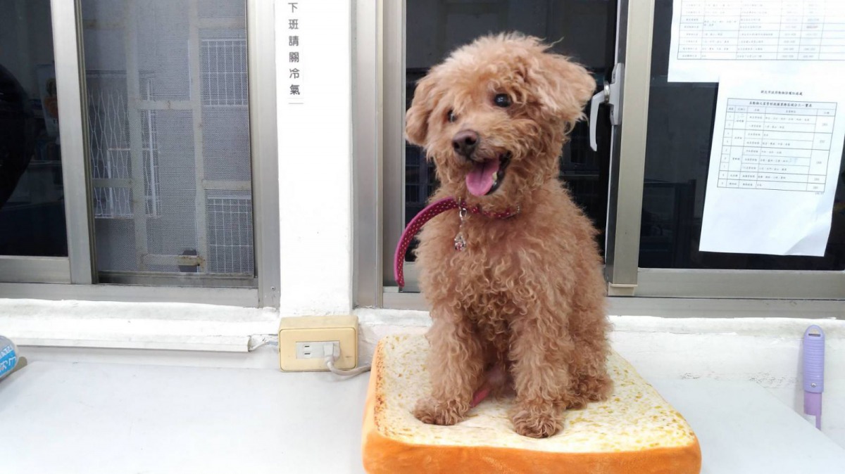 獸醫訓練「HARU」認坐墊提升穩定性。新北市動保處/提供