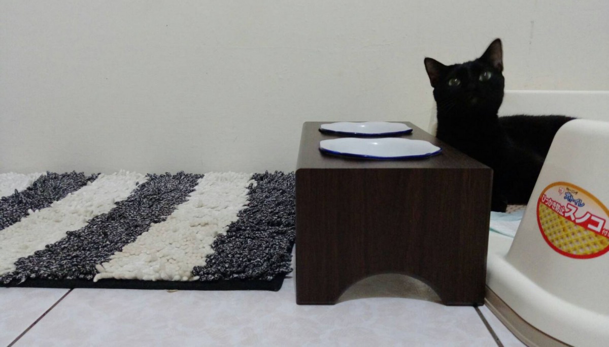 飼主杜吉娜原本就有照顧癱瘓毛孩的經驗,為「瓔珞」準備了舒適的生活環境。新北市動保處/提供