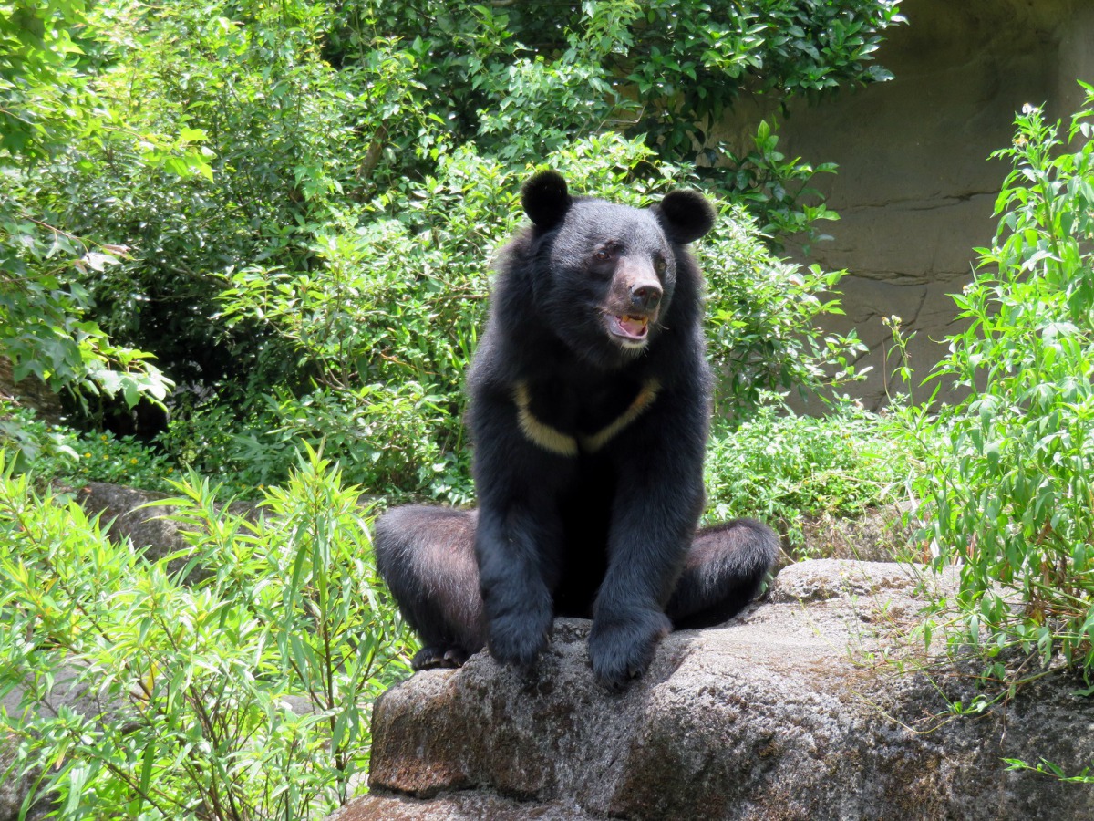 「黑糖」10歲囉!是不是非常帥氣呢?詹雅婷/攝,台北市立動物園/提供