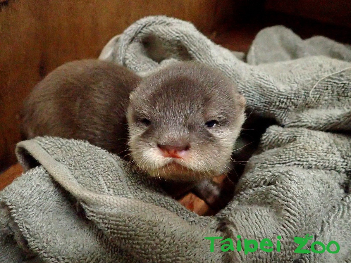 「Bob」和「Sandy」在今年9月迎接了牠們的第一個孩子。圖為睡得迷迷糊糊的「小蝸」。蔡伊琳/攝