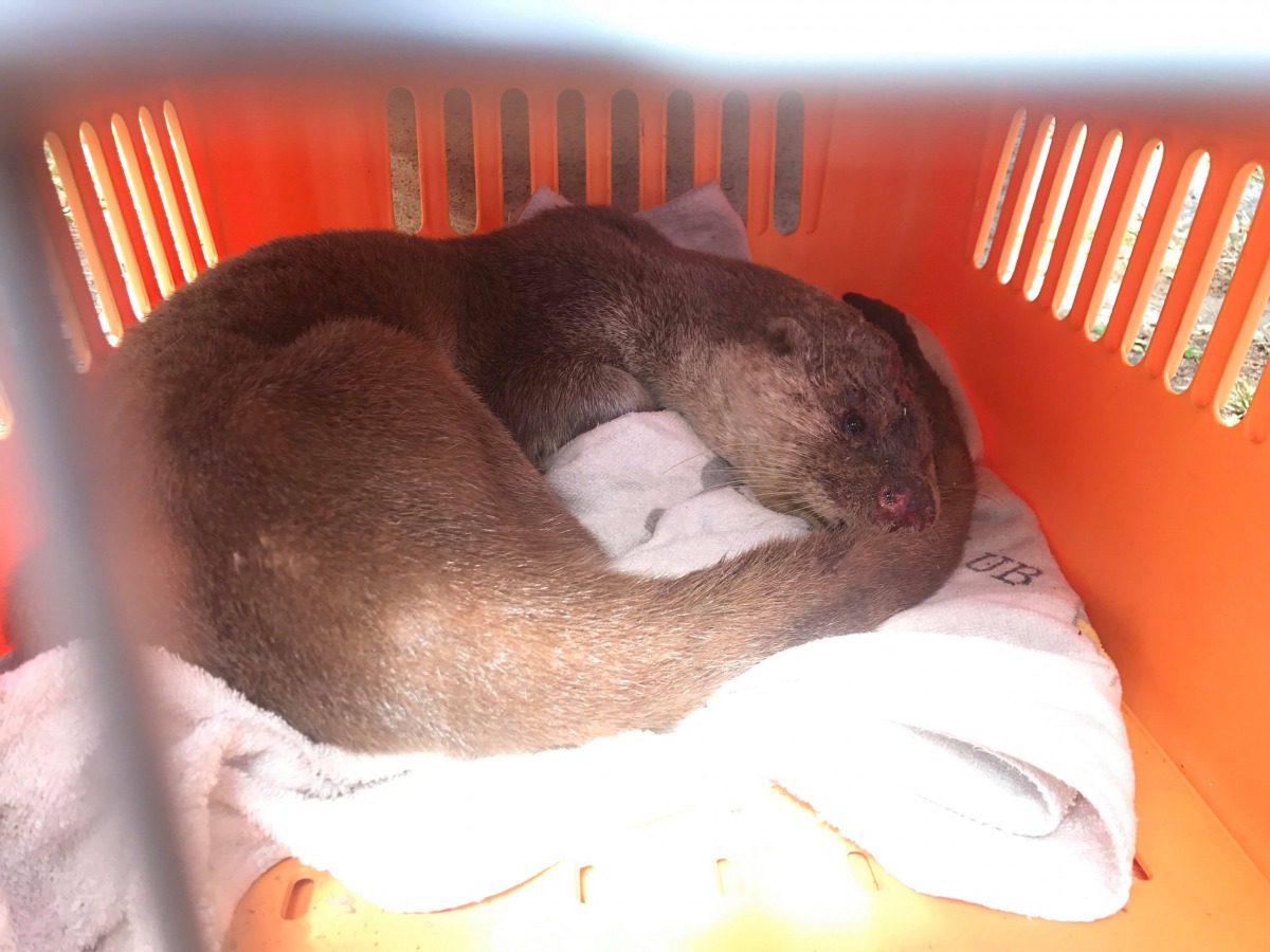 救傷人員捕獲水獺後，將其暫置於收容箱內。董森堡、金門縣建設處/提供