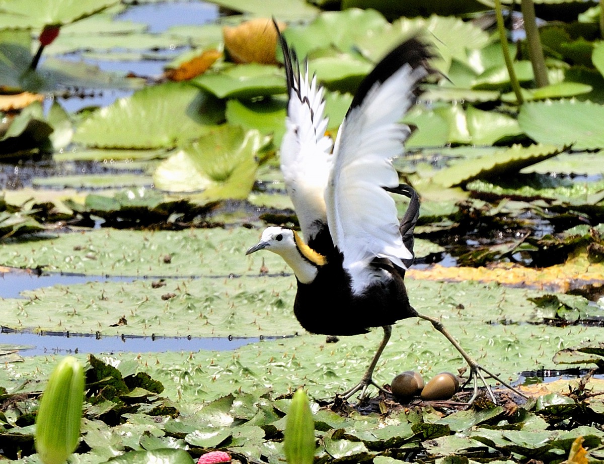 中華鳥會指出，生態系中的每個物種都扮演著不可或缺的角色，不應差別對待。圖為水雉，郭東輝/攝，中華民國野鳥學會/提供