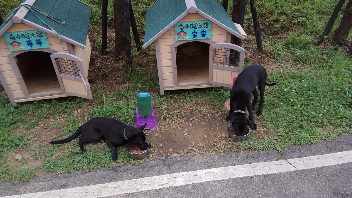 兩隻米克斯母犬變身成為公墓守護犬。新北市動保處/提供