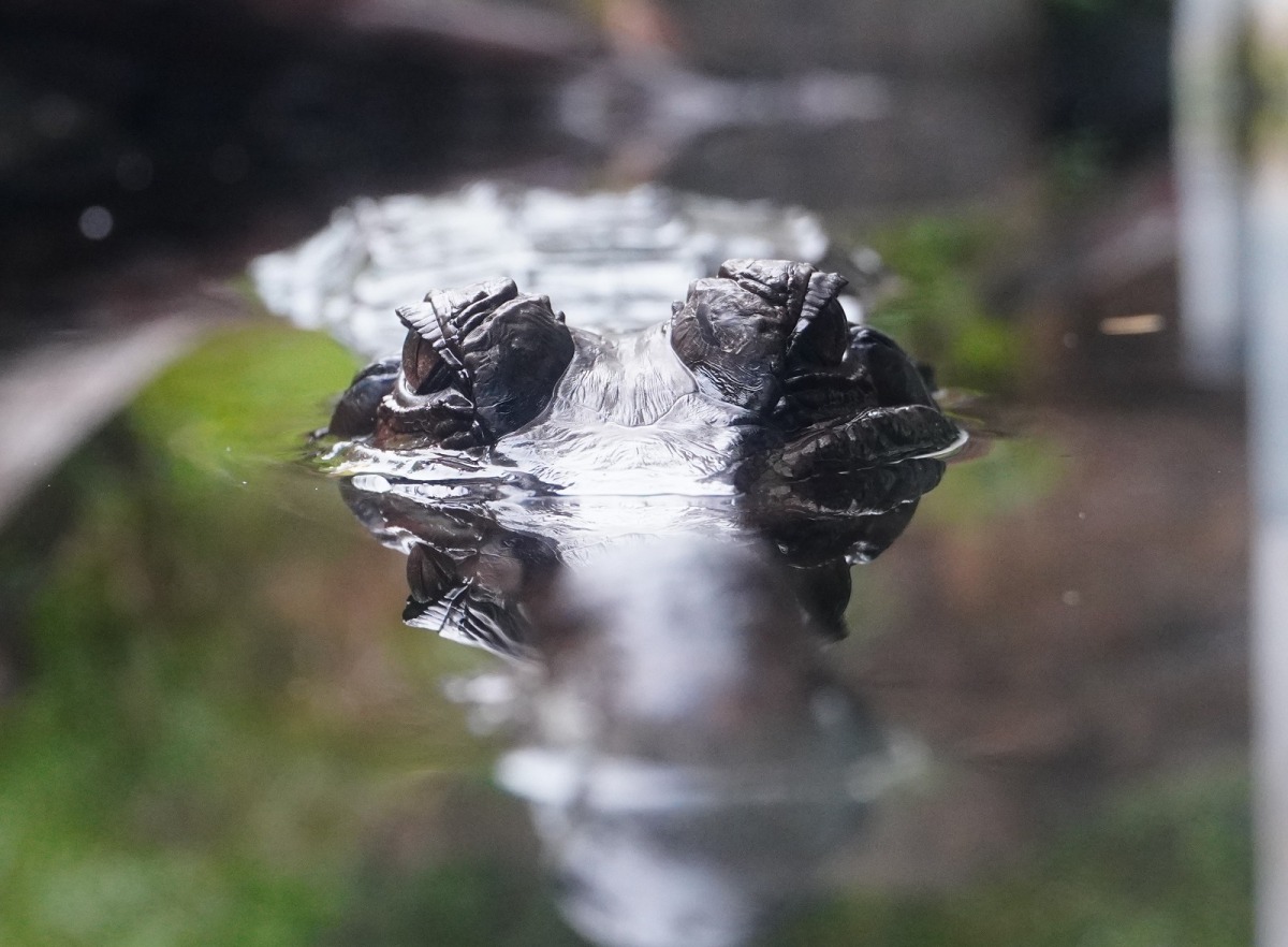 雖然馬來長吻鱷經常在同樣位置停留不動,但只要是看牠們棲息的位置,您瞬間就可以秒懂牠們對環境溫的感受。台北市立動物園/提供