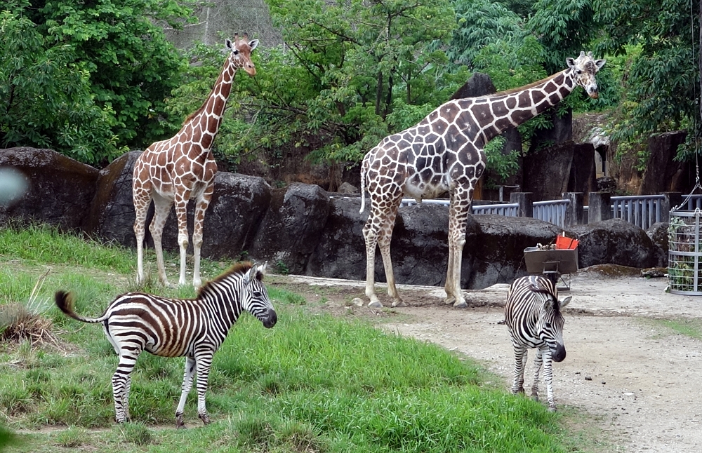 為了讓斑馬寶寶能夠充份休息，保育員安排母女倆到隔壁長頸鹿戶外活動場「long stay」。台北市立動物園/提供
