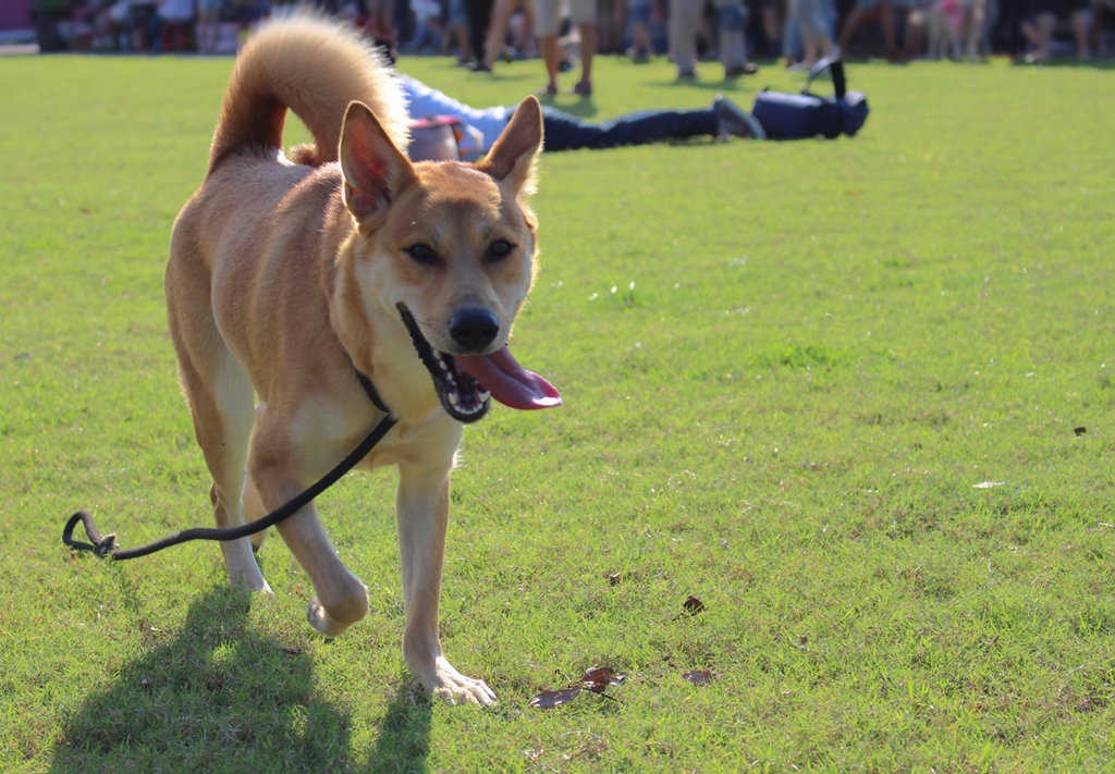 狗公園活動區是在公園中設置柵欄，讓狗狗能夠在其中自在奔跑。台灣動物新聞網資料畫面，黃靖雅攝