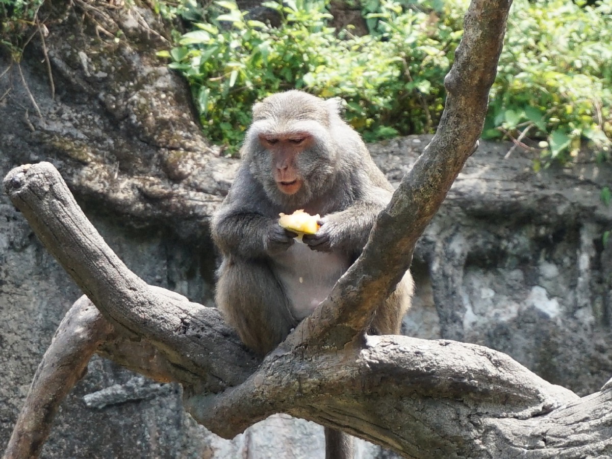 臺灣獼猴：夏天就是要吃冰啦！台北市立動物園/提供