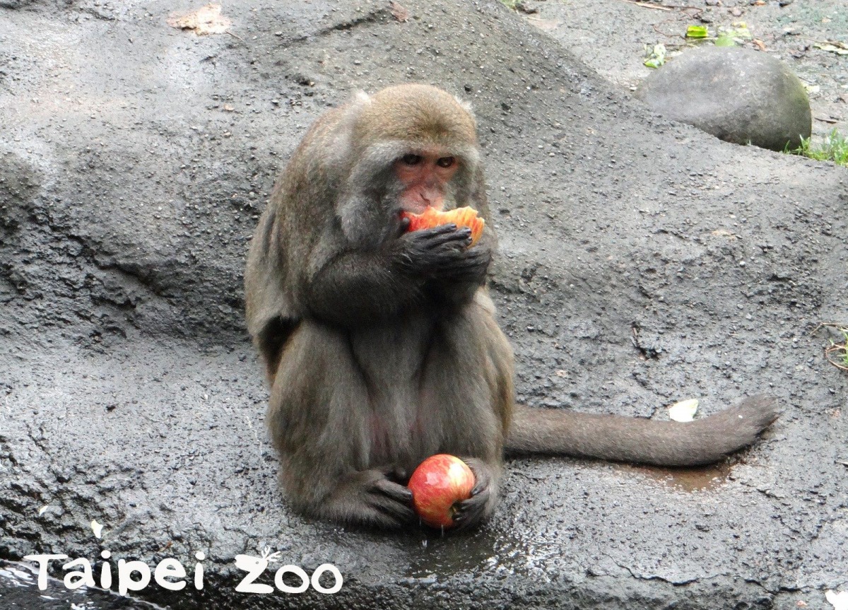 台灣獼猴享用蔬果大餐。台北市立動物園/提供