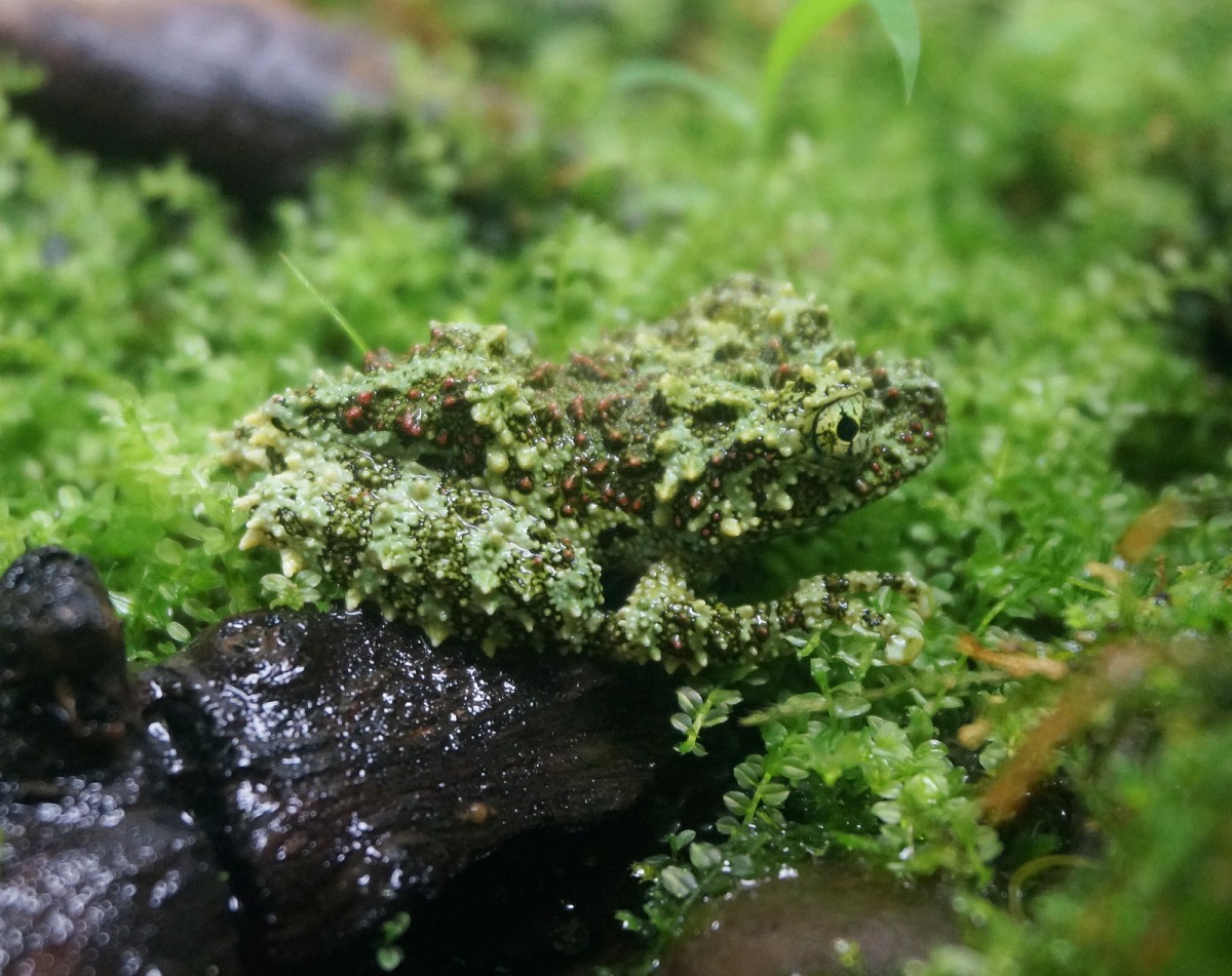 「苔蘚蛙」身上布滿像苔蘚般的青色、綠色或咖啡色突起物，看起來就跟石頭上的苔蘚一樣。台北市立動物園/提供