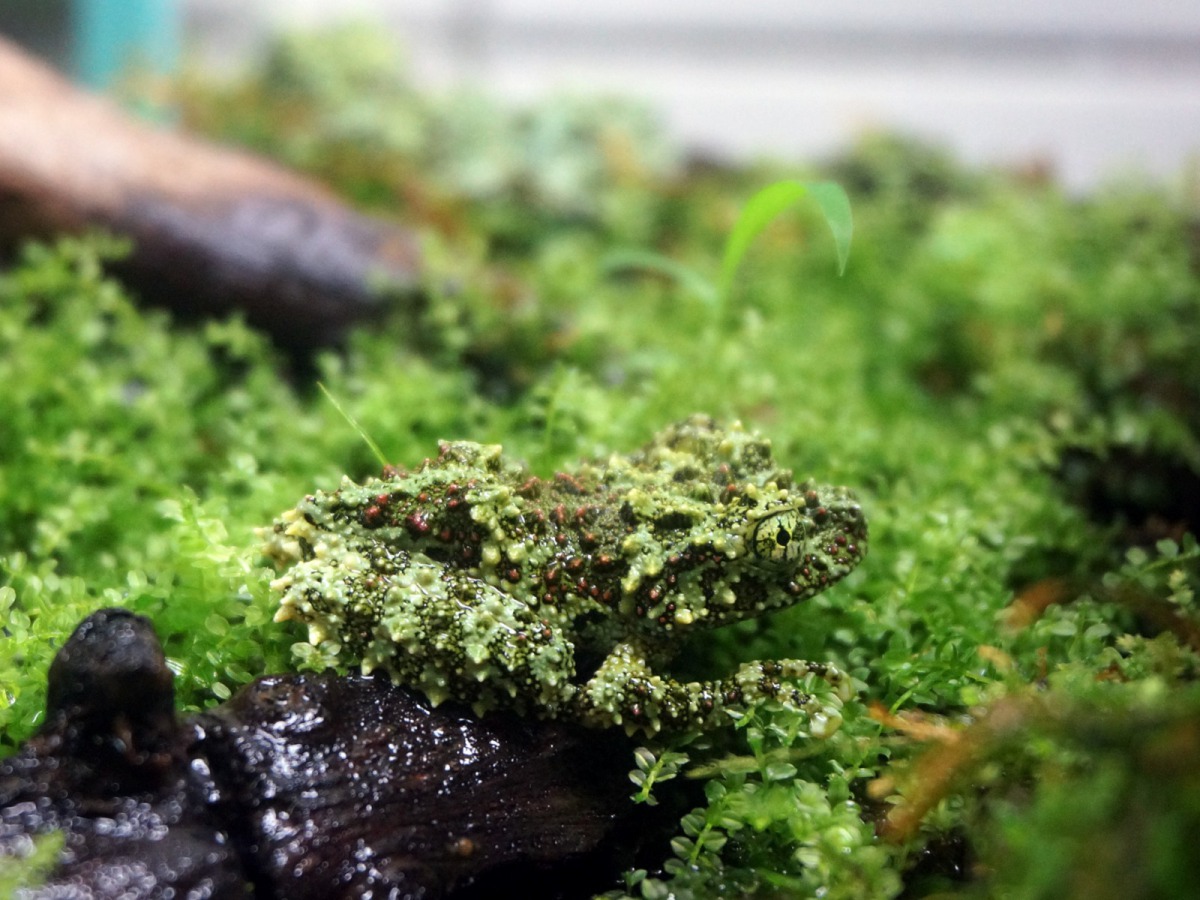 「苔蘚蛙」身上布滿像苔蘚般的青色、綠色或咖啡色突起物，完全與生活環境融為一體。台北市立動物園/提供