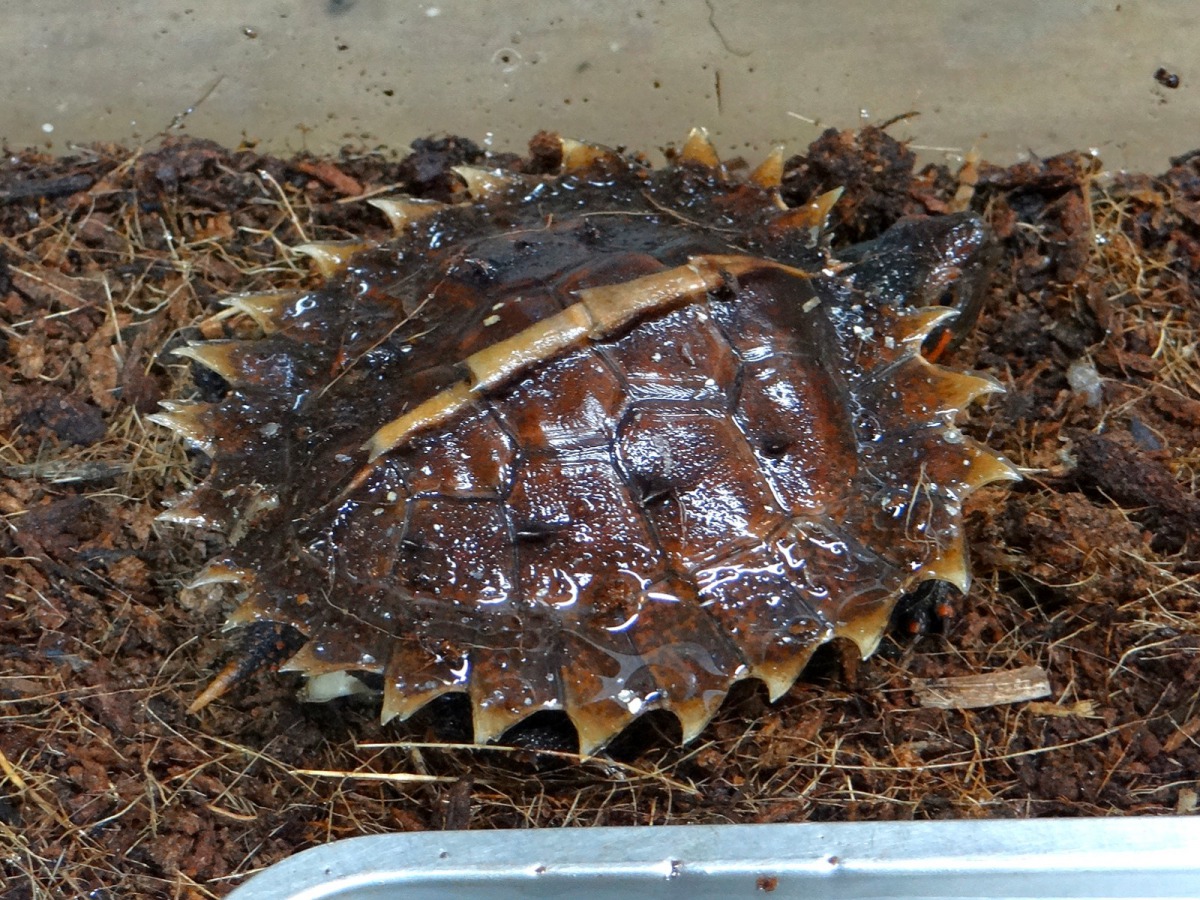 經過不斷地的努力,龜媽媽「小陸」終於在今年迎來第一隻「太陽龜寶寶」。台北市立動物園/提供