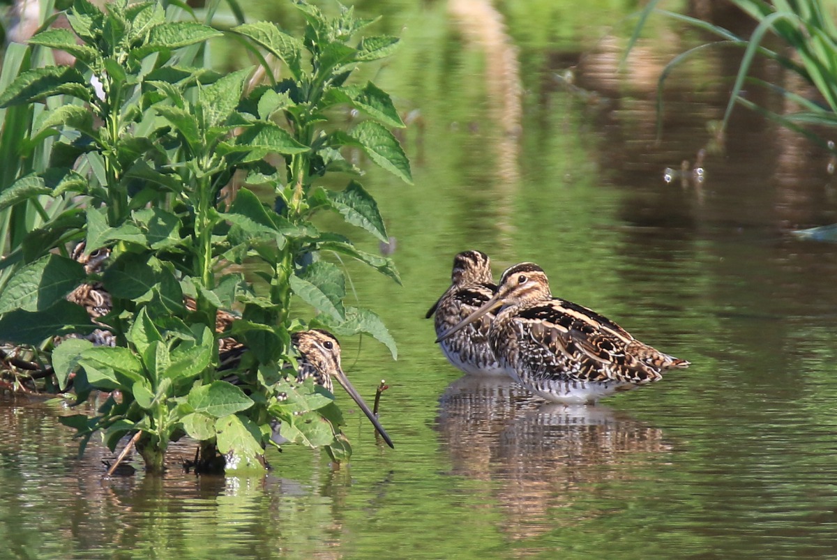 公民科學「臺灣新年數鳥嘉年華」連續五年完成全台的數鳥任務,主辦單位今(15)日召開成果發表會。圖為田鷸,中華鳥會/提供
