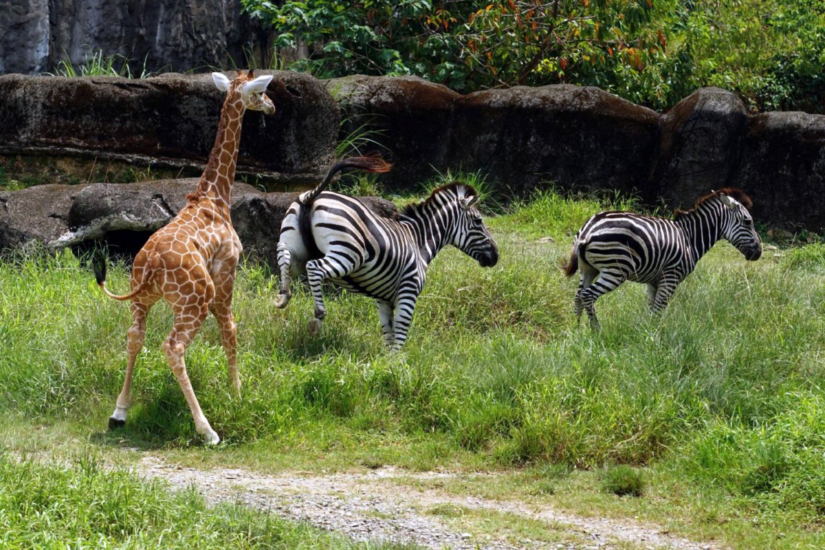天真活潑的長頸鹿寶寶「麥照」喜歡逗斑馬玩。台北市力動物園/提供