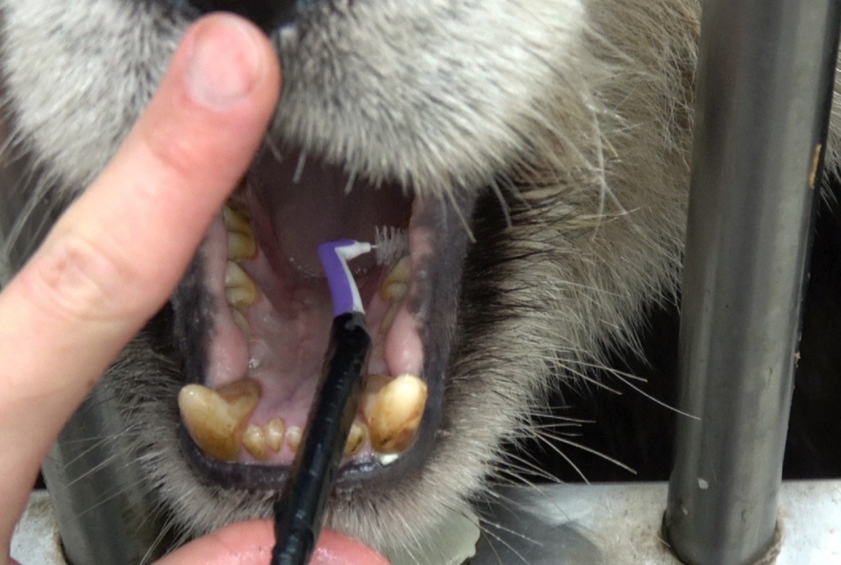 透過動物訓練的課程，讓大貓熊「圓圓」可以接受保育員一天兩次利用「牙刷」或者是「牙間刷」來幫她刷牙。台北市立動物園/提供