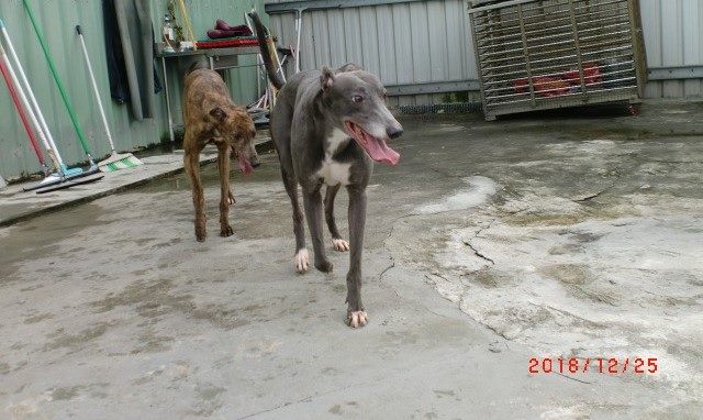 北市動保處與桃園動保處合作稽查院方犬舍,確保犬隻受到良好照顧。圖為靈堤「海力士」(右)與同伴在開放式活動空間中活動。台北市動保處/提供